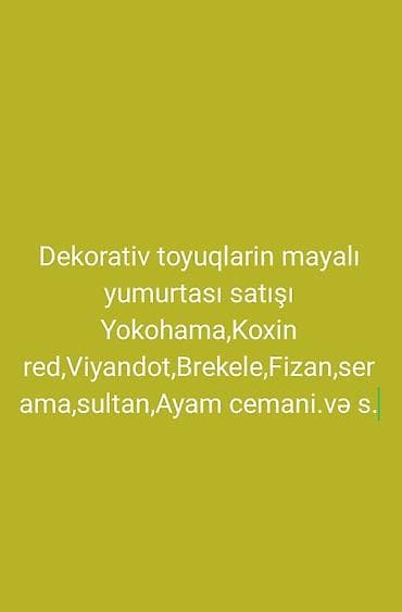 Məhsul: Dekorativ toyuqların mayalı (inkubasiya üçün) yumurtaları və lalafo.az -da Məhsul: Dekorativ toyuqların mayalı (inkubasiya üçün) yumurtaları və