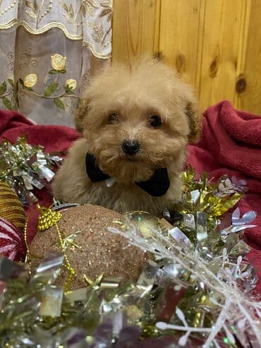 Pudel, 3 ay, Erkek, Ünvandan götürmə lalafo.az -da Pudel, 3 ay, Erkek, Ünvandan götürmə