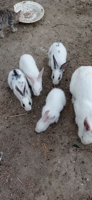 Dovşanlar lalafo.az -da Dovşanlar