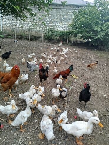 Satış: ördək balaları və qarışıq ev quşları sürüsü - Şəkillərdə lalafo.az -da Satış: ördək balaları və qarışıq ev quşları sürüsü - Şəkillərdə