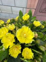 Удобрения: Tikanlı kaktus toxumları Kaktus (Hindistan düyü) 1 toxum-0,50 qəpik at lalafo.az — 5 Удобрения: Tikanlı kaktus toxumları Kaktus (Hindistan düyü) 1 toxum-0,50 qəpik — 5