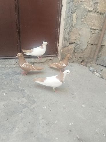 Satılır gəncə 50 manata at lalafo.az Satılır gəncə 50 manata