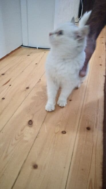 Dişi, Yaxşı əllərə, Ünvandan götürmə lalafo.az -da Dişi, Yaxşı əllərə, Ünvandan götürmə