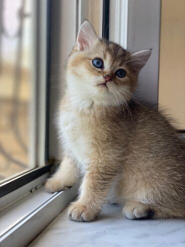 Btitan gold şınşıla erkek dişi balalar tam saglam temiz qan ata lalafo.az -da Btitan gold şınşıla erkek dişi balalar tam saglam temiz qan ata