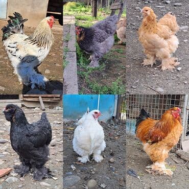 Brama yumurtası təzə və mayalı istiyən əvəlcən sifariş verməlidi beh lalafo.az -da Brama yumurtası təzə və mayalı istiyən əvəlcən sifariş verməlidi beh