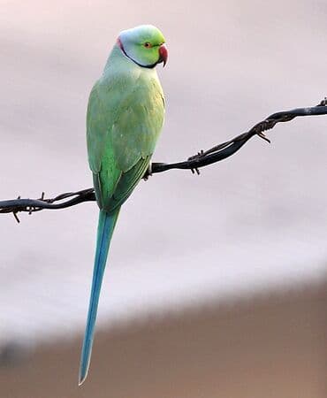 Salam alıram bala ve erkey olsun şişirdlmiş qiymet olmasn nerazulçık lalafo.az -da Salam alıram bala ve erkey olsun şişirdlmiş qiymet olmasn nerazulçık