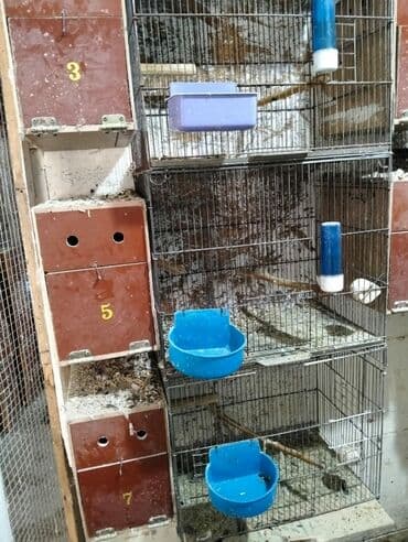 Kerella yuva 7 eded 4 Iran qefesi 10 eded 10 azn Balaca yuva 47 eded lalafo.az -da Kerella yuva 7 eded 4 Iran qefesi 10 eded 10 azn Balaca yuva 47 eded