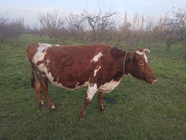 Вилки: Самка, лет: 7, Для молока, Самовывоз at lalafo.az — 1 Вилки: Самка, лет: 7, Для молока, Самовывоз — 1