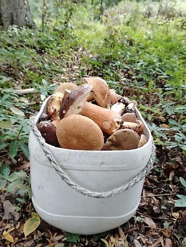 Məhsul: Evdə hazırlanmış konservləşdirilmiş göbələklər Təsvir: - Şüşə lalafo.az -da — 8 Məhsul: Evdə hazırlanmış konservləşdirilmiş göbələklər Təsvir: - Şüşə — 8