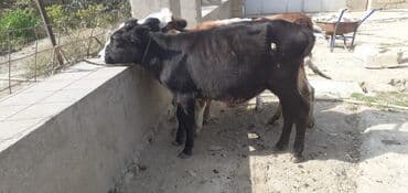 Dana, buzov, Dişi, ay: 4, 50 kq, Damazlıq lalafo.az -da Dana, buzov, Dişi, ay: 4, 50 kq, Damazlıq