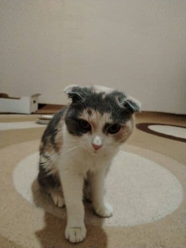 Satılır Çox ağıllı pişikdir lalafo.az -da Satılır Çox ağıllı pişikdir