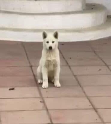 Xaski, 3 ay, Dişi lalafo.az -da Xaski, 3 ay, Dişi