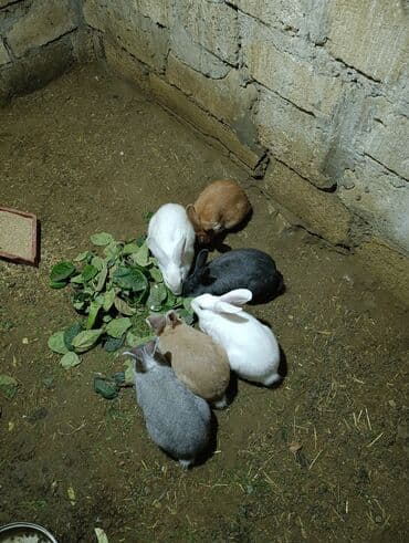 Xarici sort dovşanlar satılır Burqun və albinozun qatışıqı hemde lalafo.az -da Xarici sort dovşanlar satılır Burqun və albinozun qatışıqı hemde
