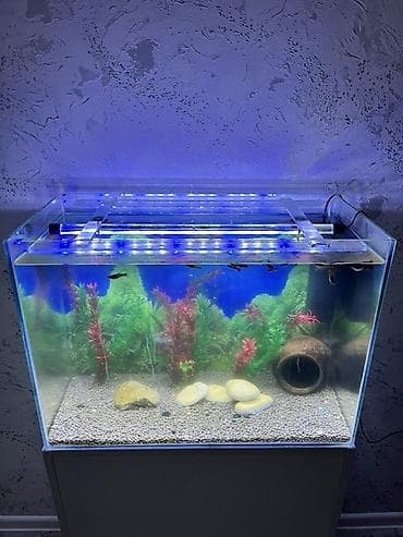 Dördbucaq akvarium, Balıqlarla birlikdə, 90 l, Ünvandan götürmə, Ödənişli çatdırılma lalafo.az -da Dördbucaq akvarium, Balıqlarla birlikdə, 90 l, Ünvandan götürmə, Ödənişli çatdırılma