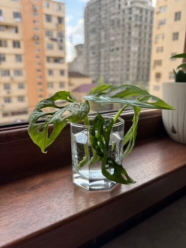 Monstera adansonii (Swiss cheese plant) şlamı - Nadir deşikli lalafo.az -da Monstera adansonii (Swiss cheese plant) şlamı - Nadir deşikli