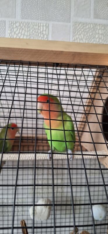 Məhsul: Sevgi quşları (Agapornis) – müxtəlif rənglər Təsvir: - lalafo.az -da Məhsul: Sevgi quşları (Agapornis) – müxtəlif rənglər Təsvir: -