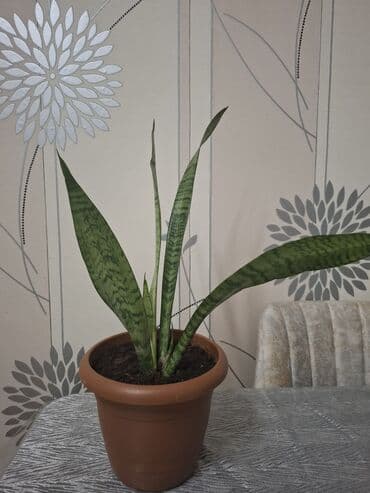 Sansevieria (Qayın dili) – otaq bitkisi 2 ölçüdə var.Böyuk olan 55 sm lalafo.az -da Sansevieria (Qayın dili) – otaq bitkisi 2 ölçüdə var.Böyuk olan 55 sm