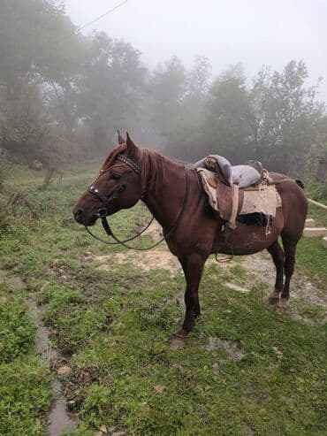 Erkək, il: 6, Ünvandan götürmə lalafo.az -da Erkək, il: 6, Ünvandan götürmə