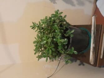 Удобрения: Ətirli pelargonium (sardunya) – iri, sıx yarpaqlı otaq bitkisi. - at lalafo.az — 11 Удобрения: Ətirli pelargonium (sardunya) – iri, sıx yarpaqlı otaq bitkisi. - — 11