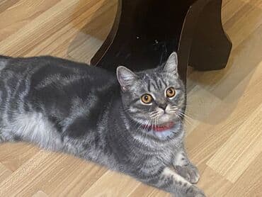 Britan, Dişi lalafo.az -da Britan, Dişi