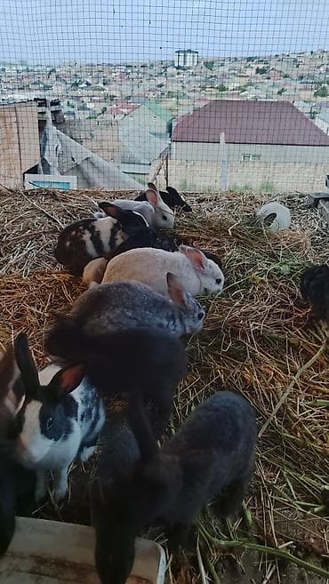 Saglam kesimlik ve damazdig ev dovsanlari satilir tecili qiymet lalafo.az -da Saglam kesimlik ve damazdig ev dovsanlari satilir tecili qiymet