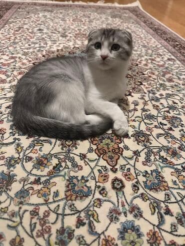 Şotland yastı qulaq lalafo.az -da Şotland yastı qulaq