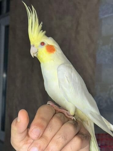 Сёдла: Korella quşu. 4 aylıqdır, ələ tam örgəşib, 2 söz bilir, Babacık və at lalafo.az — 6 Сёдла: Korella quşu. 4 aylıqdır, ələ tam örgəşib, 2 söz bilir, Babacık və — 6