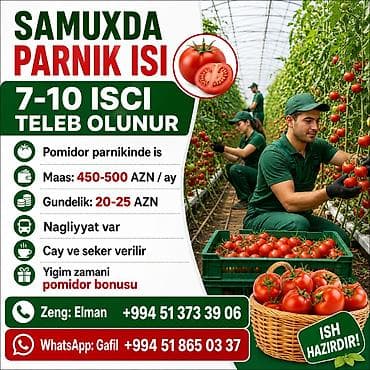 Samux rayonunda pomidor parnikində işləmək üçün 7-10 nəfər işçi tələb lalafo.az -da Samux rayonunda pomidor parnikində işləmək üçün 7-10 nəfər işçi tələb