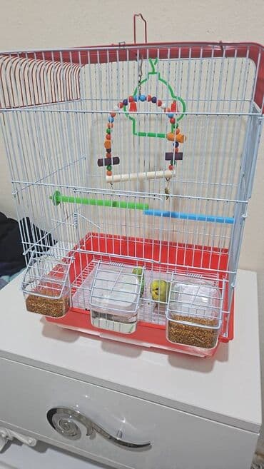 Ozum 5 gündü almisam erkek ve disidi. Qefesi yemi ile birlikte verirem lalafo.az -da Ozum 5 gündü almisam erkek ve disidi. Qefesi yemi ile birlikte verirem