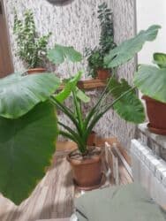 Geniş və parlaq yaşıl yarpaqları olan bu bitki, interyerə təbiilik və lalafo.az -da Geniş və parlaq yaşıl yarpaqları olan bu bitki, interyerə təbiilik və