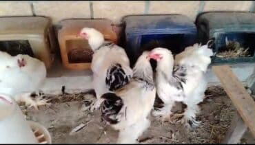 8 ayliq.Temiz qan layt brama.Ancaq xoruz var lalafo.az -da 8 ayliq.Temiz qan layt brama.Ancaq xoruz var