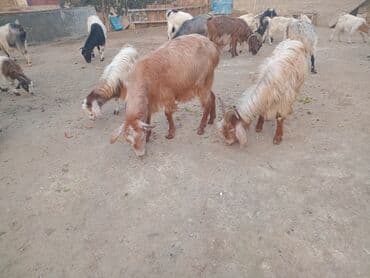 Dişi, il: 3, Damazlıq lalafo.az -da Dişi, il: 3, Damazlıq