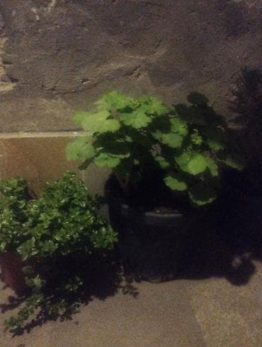 Saksıda dekorativ yaşıl bitkilər - Böyük ölçülü qara plastik saksıda lalafo.az -da Saksıda dekorativ yaşıl bitkilər - Böyük ölçülü qara plastik saksıda