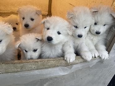 Samoyed, 2 ay, Pulsuz çatdırılma lalafo.az -da Samoyed, 2 ay, Pulsuz çatdırılma