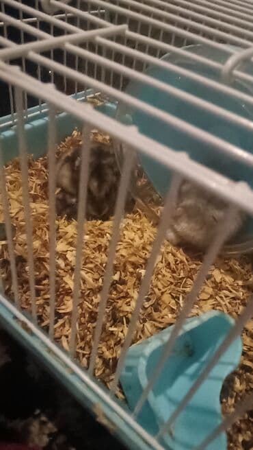 Xamyak dişi 5 denede balasi var.qefesle biryerde 30 manat. balalari lalafo.az -da Xamyak dişi 5 denede balasi var.qefesle biryerde 30 manat. balalari