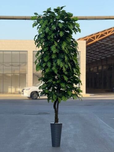 Bitki dərmanları: Böyük ölçülü dekorativ qapalı-açıq bitki (qazon ağacı görünüşlü) – lalafo.az -da — 4 Bitki dərmanları: Böyük ölçülü dekorativ qapalı-açıq bitki (qazon ağacı görünüşlü) – — 4