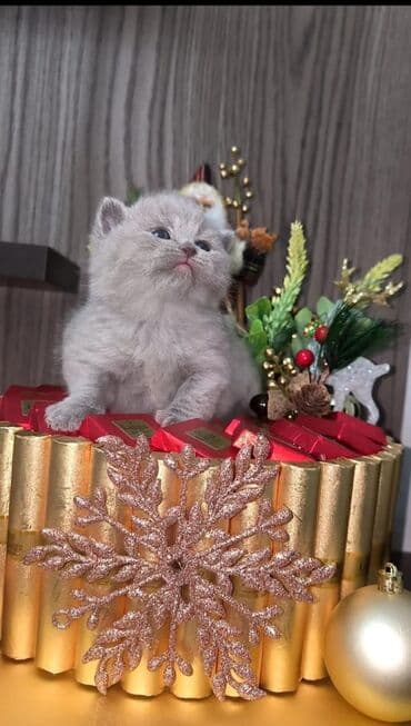 Britan lalafo.az -da Britan