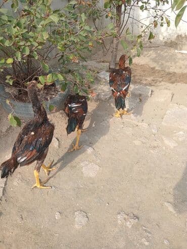 Salam qardaslar 4 beca qaldi 6 ayliq bater yoxdu qiymat birna ayitdi lalafo.az -da Salam qardaslar 4 beca qaldi 6 ayliq bater yoxdu qiymat birna ayitdi