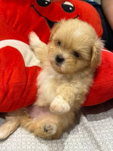 Shi-tsu, 2 ay, Dişi lalafo.az -da Shi-tsu, 2 ay, Dişi