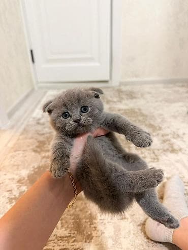 Şotland yastı qulaq, Dişi, Erkək, Yaxşı əllərə, Ünvandan götürmə lalafo.az -da Şotland yastı qulaq, Dişi, Erkək, Yaxşı əllərə, Ünvandan götürmə