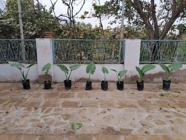 Удобрения: Güllər böyük və balaca olmaqla 10-15 manatdır. Ümumklokdə 8 ədəddir at lalafo.az — 5 Удобрения: Güllər böyük və balaca olmaqla 10-15 manatdır. Ümumklokdə 8 ədəddir — 5