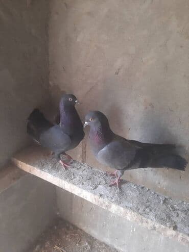 Salam. Quşlar tutulmadılar. Qara erkey göy maya. İkisi bir yerdə lalafo.az -da Salam. Quşlar tutulmadılar. Qara erkey göy maya. İkisi bir yerdə