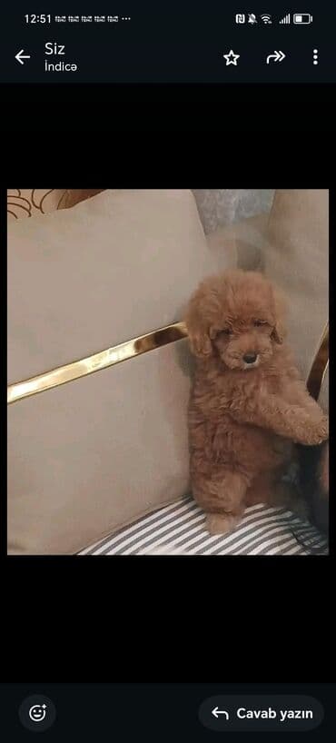 Pudel, 5 ay, Erkek lalafo.az -da Pudel, 5 ay, Erkek
