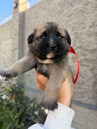 Alman çoban iti, 1 ay, Erkek, Ünvandan götürmə lalafo.az -da Alman çoban iti, 1 ay, Erkek, Ünvandan götürmə