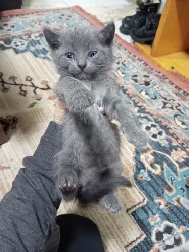 Britan, Erkək, Dişi, Yaxşı əllərə, Ünvandan götürmə lalafo.az -da Britan, Erkək, Dişi, Yaxşı əllərə, Ünvandan götürmə