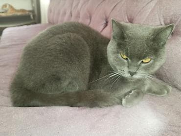 Britan, Dişi, Yaxşı əllərə, Ünvandan götürmə lalafo.az -da Britan, Dişi, Yaxşı əllərə, Ünvandan götürmə