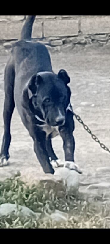 Qurdbasar, 1 il, Erkek lalafo.az -da Qurdbasar, 1 il, Erkek