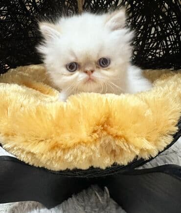 Ekzot lalafo.az -da Ekzot