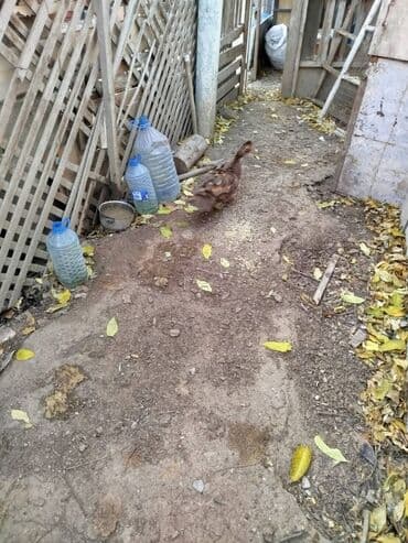 11 bala 1 ana 1 xoruz hamısı birlikdə satılır lalafo.az -da 11 bala 1 ana 1 xoruz hamısı birlikdə satılır