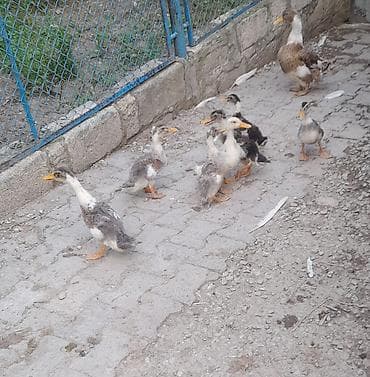 Ördəklər 1 ana 7 bala satılır. barterde mümkündür baxır ne ile. elave lalafo.az -da Ördəklər 1 ana 7 bala satılır. barterde mümkündür baxır ne ile. elave